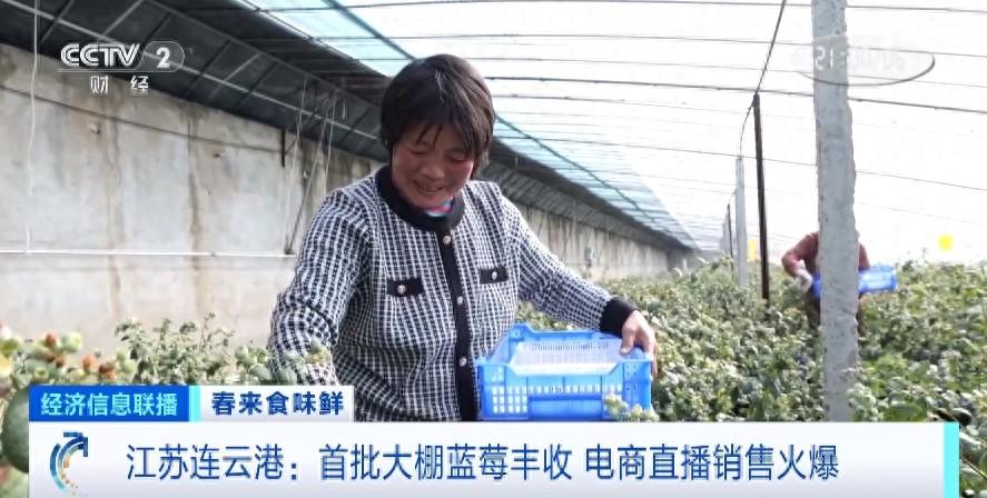 3小时狂卖4000斤！江苏连云港首批大棚蓝莓上市，电商直播销售火爆